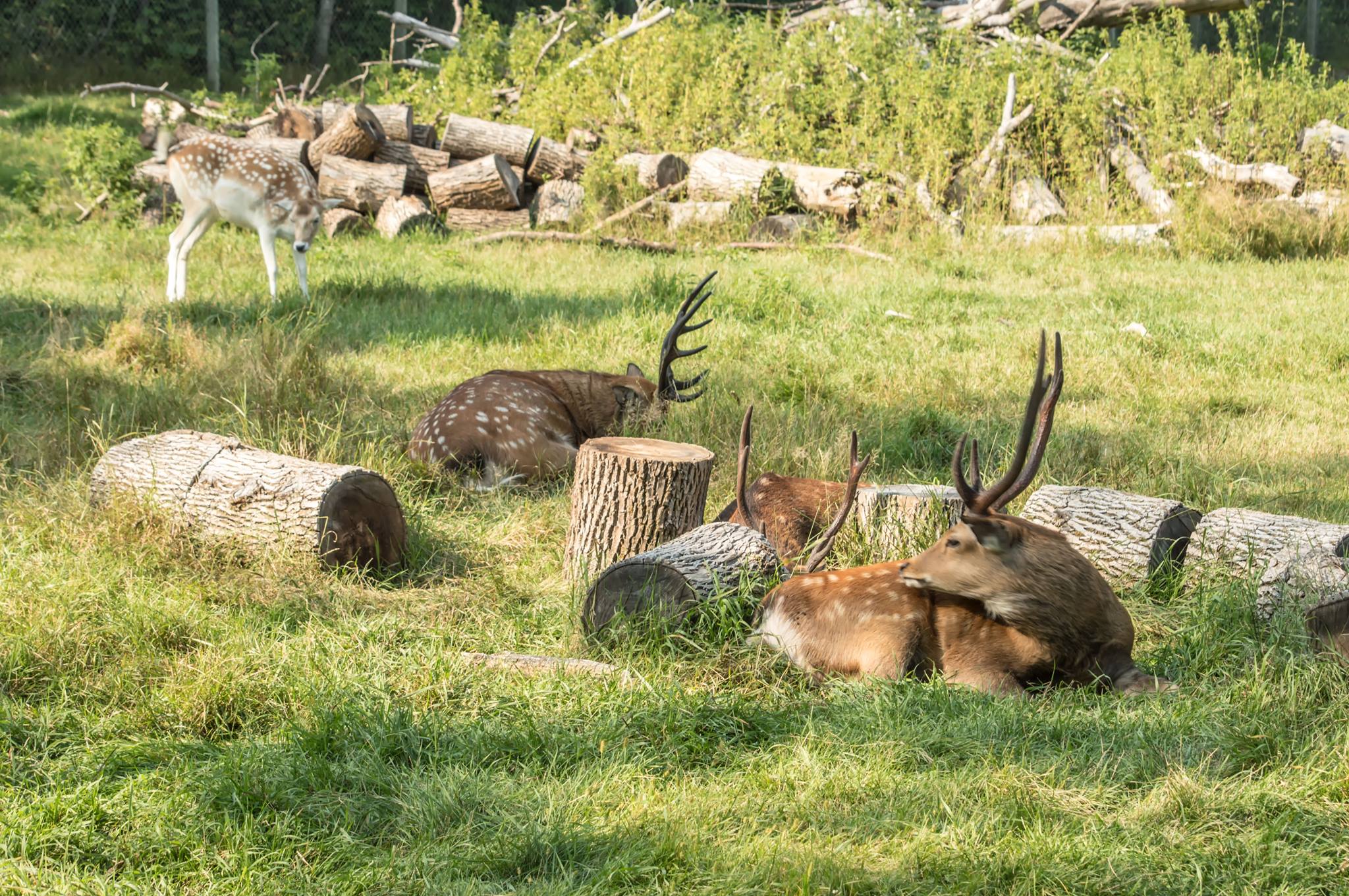 MICHAEL BOGERT Photo Gallery — Paul Bunyan Animal Land UNHERALDED.FISH