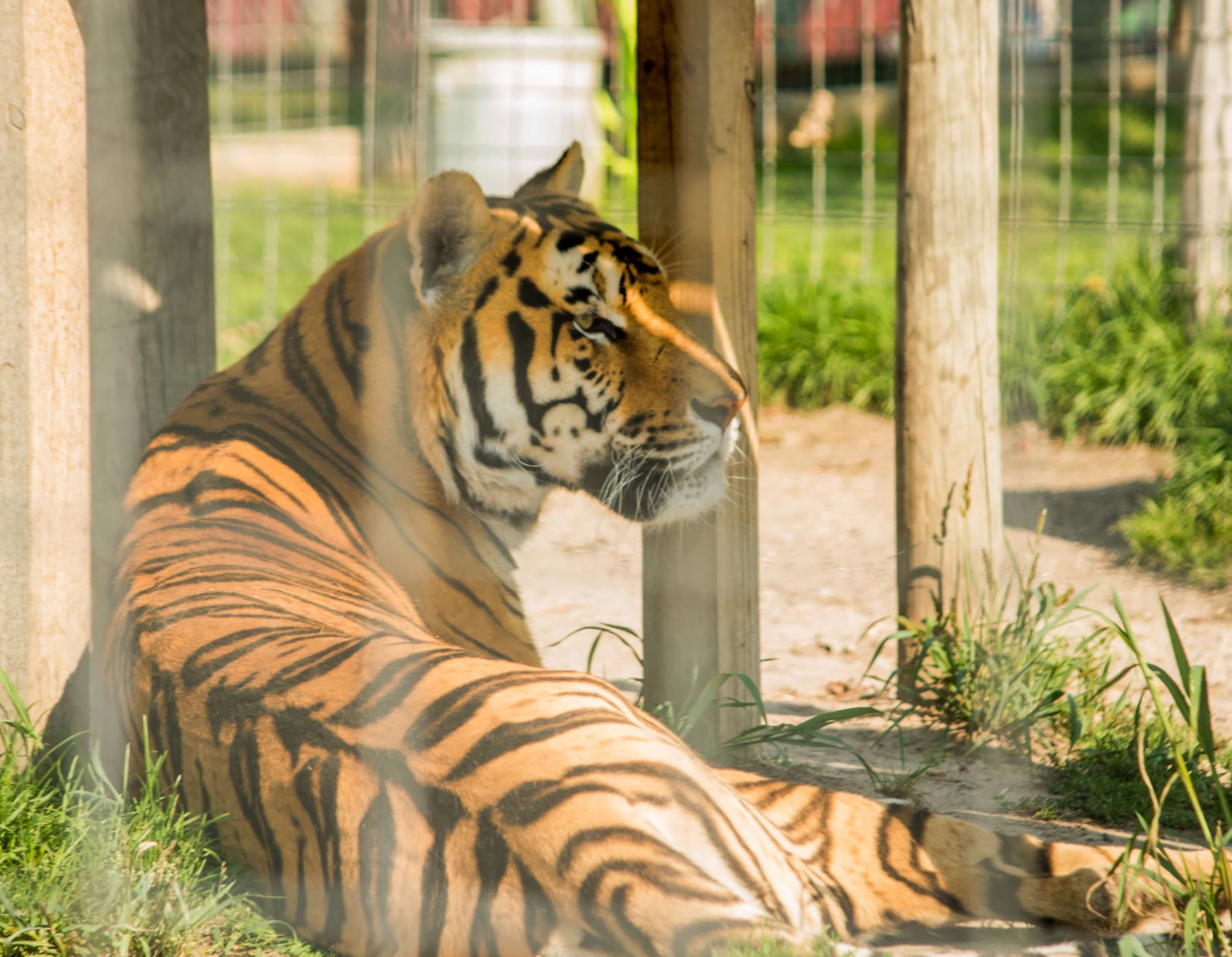MICHAEL BOGERT Photo Gallery — Paul Bunyan Animal Land UNHERALDED.FISH